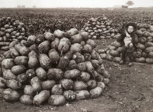 Mała dziewczynka ze stosami zebranej rzepy, niedaleko Landskrony, Szwecja, 1910 autorstwa Unbekannt