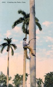 Mężczyzna wspinający się na palmę, Kuba, 1911 autorstwa Unbekannt