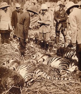 Królewska torba tygrysów, 1911 1935. autorstwa Unbekannt