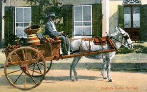 Sprzedawca warzyw, Bermudy, ok. 1900 autorstwa Unbekannt