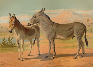 Abisyński dziki męski tyłek i żeński indyjski onager, c1879. autorstwa Unbekannt