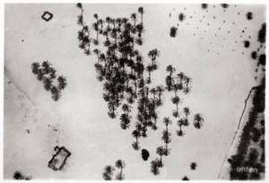 Widok z lotu ptaka cieni palm na arabskiej pustyni, z Zeppelina, 1931 1933 autorstwa Unbekannt