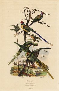 papuga długoogonowa , papuga długoogonowa , papuga długoogonowa , papuga długoogonowa , papuga długoogonowa , papuga długoogonowa autorstwa Unbekannt