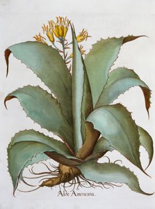 Amerykański Aloes Aloes Americana, 1613 autorstwa Unbekannt