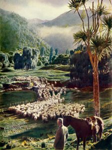 Wśród piękności farm owiec w Nowej Zelandii, c1948. autorstwa Unbekannt