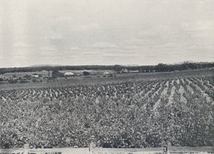Australijska winnica, 1923. autorstwa Unbekannt