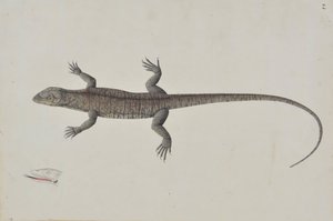 Indyjska jaszczurka biszkopra, ca. 1790. autorstwa Unbekannt