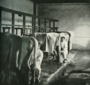 Nowoczesna szopa udojowa na farmie Walker-Gordon, 1902. autorstwa Unbekannt