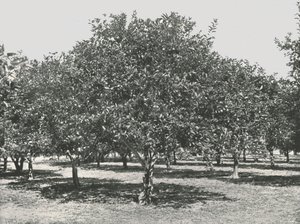 Gaj pomarańczowy w pobliżu miasta, St Augustine, USA, 1895. autorstwa Unbekannt