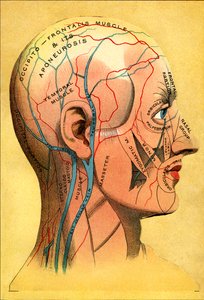 Schemat anatomiczny, głowa - Skóra głowy: drenaż żylny autorstwa Unbekannt