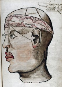 Anatomia XVI wieku: wycinek mózgu do badania lokalizacji różnych funkcji mózgu i narządów głowy, które są z nimi połączone autorstwa Unbekannt