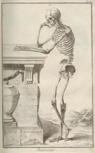 Anatomia. Z Encyklopedii Denisa Diderota i Jeana Le Rond d