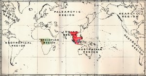 Anthropoidea - Hylobates Red, Simia Blue, Gorilla Brown, Anthropopithecus Green, 1897 autorstwa Unbekannt