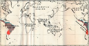 Anthropoidea - V. Rozkład map rodzin Hapalidae Red i Cebidae Blue, 1897 autorstwa Unbekannt