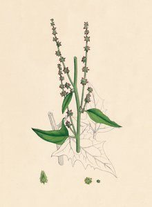 Atriplex Smithii. Smiths Orache, XIX wiek autorstwa Unbekannt