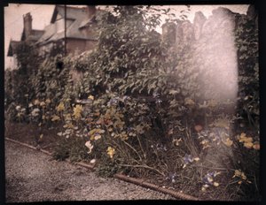 Autochrom kwiatów, ok. 1908 autorstwa Unbekannt