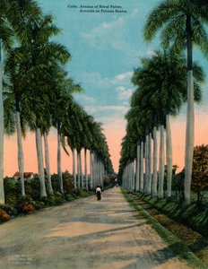 Aleja palm królewskich, Kuba, ok. 1920 autorstwa Unbekannt