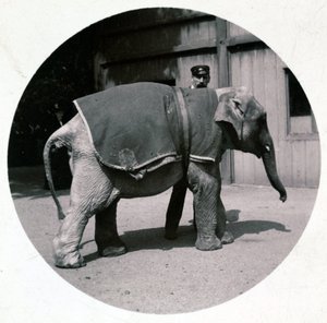 „Mały słonik w zoo”, wers 1890 autorstwa Unbekannt