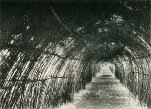 Bambusowa Aleja w Barrackpore, 1904, 1925. autorstwa Unbekannt
