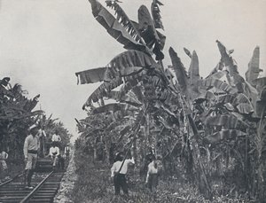 Plantacja bananów, 1924 autorstwa Unbekannt