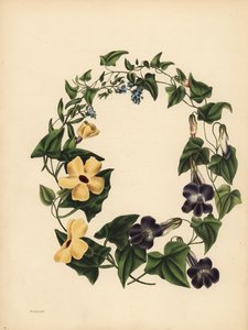 Maurandia Barclay, Maurandya barclayana, skrzydlata Thunbergia, Thunbergia alata, Pamięć; Trawa skorpiona, nie zapomnij o mnie, Myosotis scorpioides autorstwa Unbekannt