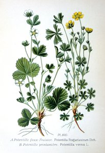 Jałowa truskawka i wiosenny pięciornik, 1893 autorstwa Unbekannt