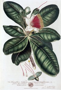 Barringtonia autorstwa Unbekannt