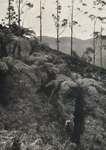 Baumfarne Alsophila crinita u. a., 1926 autorstwa Unbekannt