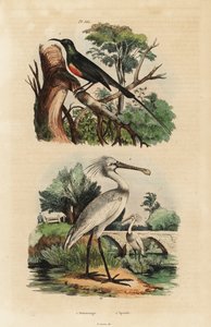 Piękny sunbird, Cinnyris pulchella i warzęcha, Platalea leucorodia autorstwa Unbekannt