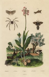 Storczyk pszczół, Ophrys apifera 1, storczyk małpi, Orchis simia 2, ćma rdzawa, Orgyia antiqua 3, ćma dwudziestopiórkowa, Alucita hexadactyla 4 i roztocz Oribata geniculata 5 autorstwa Unbekannt