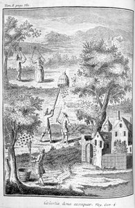 Pszczelarstwo, 1775 autorstwa Unbekannt