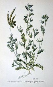 Ptasia stopa, 1893 autorstwa Unbekannt