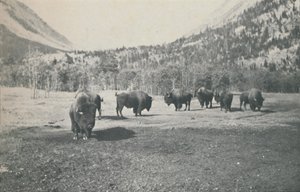 Żubr, 1916 autorstwa Unbekannt