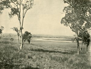 Laguna Czarnego Łabędzia, niedaleko Warwick, Queensland, 1901. autorstwa Unbekannt