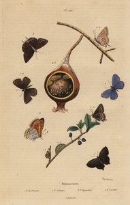 Czarny motyl szypułkowy, Satyrium pruni 1, motyl niebieski pospolity, Polyommatus icarus 2, miedź o fioletowych krawędziach, Lycaena hippothoe 3 i pospolita guawa błękitna, Virachola isocrates 4. Polyommates du prunier, calliopsis, hyppothee, isocrate autorstwa Unbekannt
