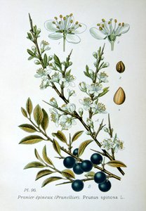 Blackthorn, 1893 autorstwa Unbekannt