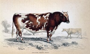 Brytyjski krótki róg, 1839 autorstwa Unbekannt