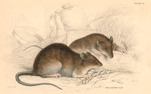 Szczur wędrowny Rattus rattus, 1828 autorstwa Unbekannt