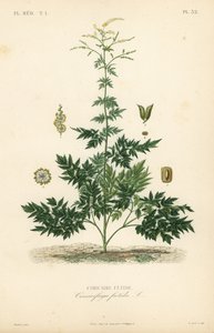 Bugbane lub cohosh, Actaea cimicifuga, Cimicifuga foetida, Cimicaire fetide autorstwa Unbekannt