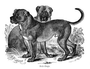 Buldog, 1848 autorstwa Unbekannt