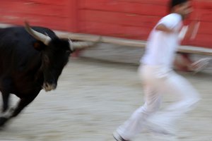 Walki byków (kurs camarguaise). Bezkrwawe widowisko (dla byków), w którym celem jest wyrwanie rozety z głowy byka, Vallabregues, Francja autorstwa Unbekannt