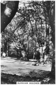 Burnham Beeches, Buckinghamshire, 1937 autorstwa Unbekannt