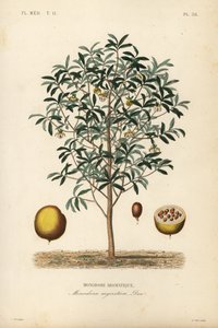 Gałka muszkatołowa tykwa, Monodora myristica, Monodore aromatique autorstwa Unbekannt