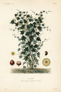 Calumba, Jateorhiza columba, Cocculus palmatus, Colombo autorstwa Unbekannt