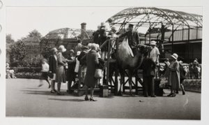 Jazda na wielbłądach, ok. 1930 autorstwa Unbekannt