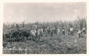 Cięcie trzciny cukrowej, ok. 1930 r autorstwa Unbekannt