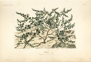 Krzew kaparów lub róża Flindersa, Capparis spinosa, Caprier autorstwa Unbekannt
