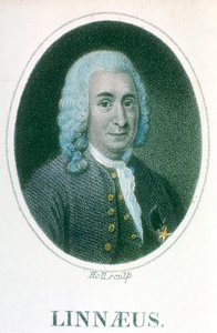 Carolus Linneusz, XVIII-wieczny szwedzki przyrodnik, początek XIX wieku autorstwa Unbekannt