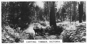 Wywóz drewna, Wiktoria, Australia, 1928 autorstwa Unbekannt