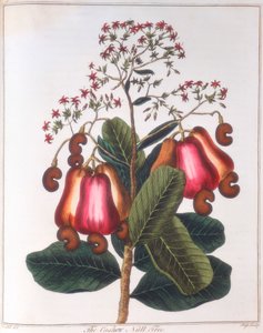 Orzech nerkowca - Anacardium occidentale, c1798 autorstwa Unbekannt